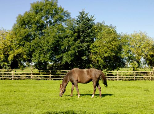 Irish National Stud