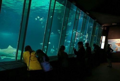 Dingle Oceanworld Aquarium, Dingle Peninsula, Co Kerry_Web Size