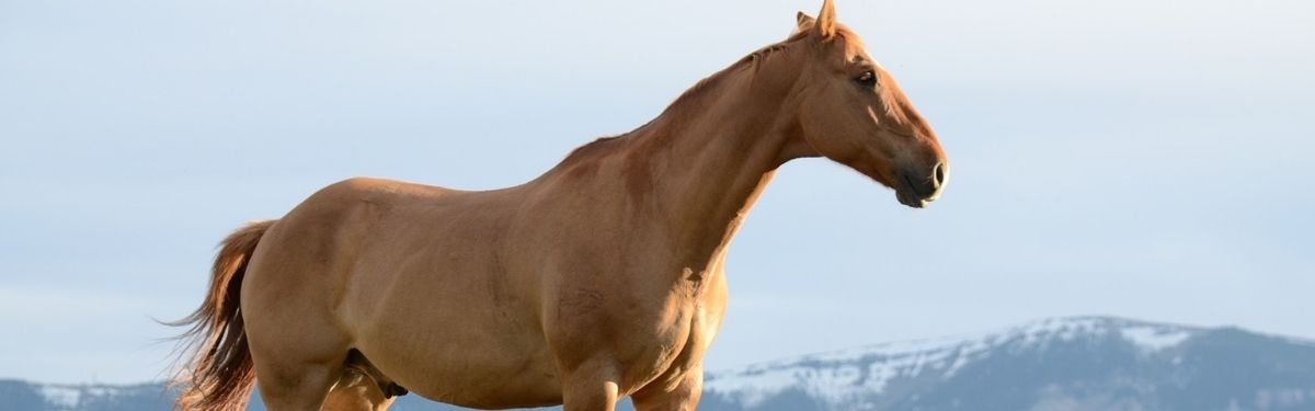 horse riding four